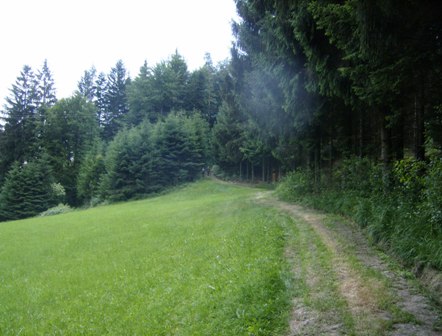 Schner Weg entlang des Waldes