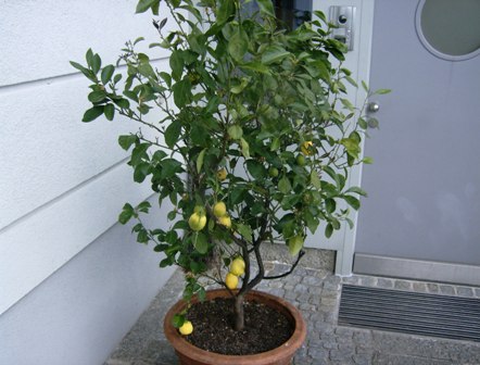 Zitronenbaum...