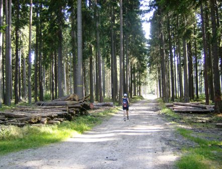 Schöner Weg durch den Hochwald