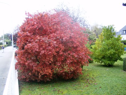 Busch in herrlichen Herbstfarben