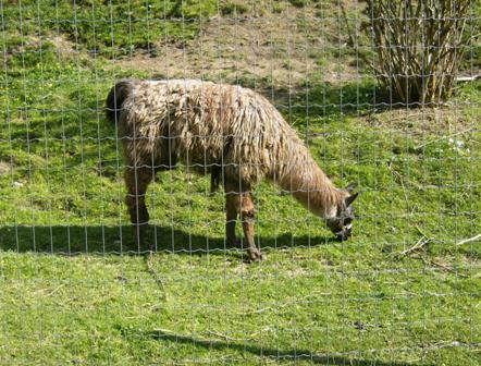 Ein Lama mitten in Frstenfeld
