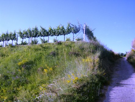 Weg vorbei an einer schön angelegten Weinriede