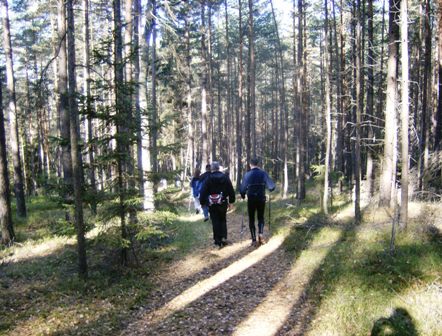 Marathonis durch den mystischen Wald