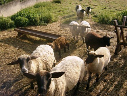 Die Schafe wundern sich ber den frhmorgendlichen Auflauf