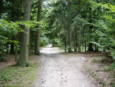 Schner Waldweg