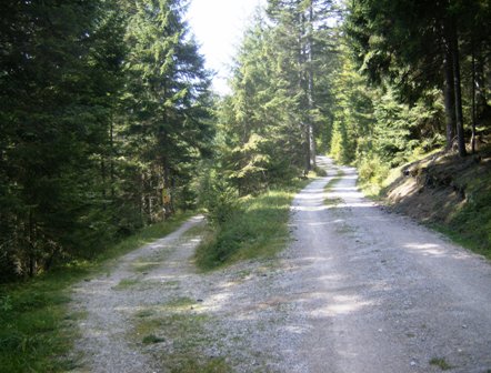 Schner Waldweg Richtung Triendlsge