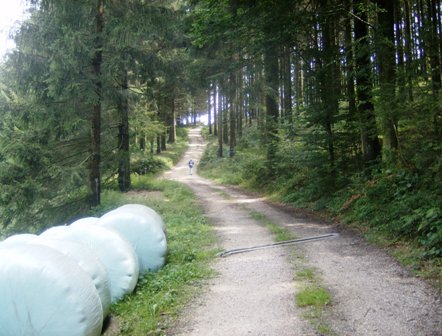 Schner Waldweg mit reschem Anstieg...