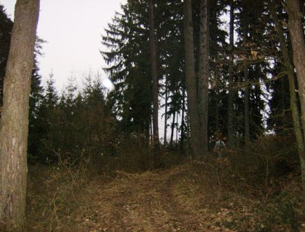Idyllische Waldwege