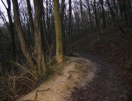 Schner Waldweg zurck Richtung Langenzersdorf
