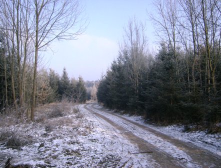 Schner Waldweg
