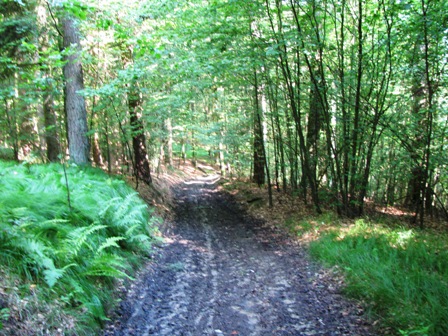 Ruhige, erholsame Waldwege werden absolviert