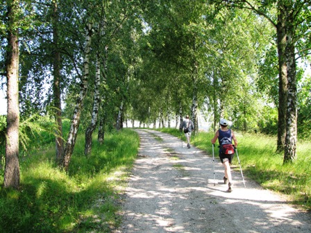 Karin verfolgt einen Wanderer durch eine herrliche Birkenallee