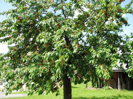 Auch hier sind die Kirschen bereits reif - und Helmi hat auch einige 'vernascht'