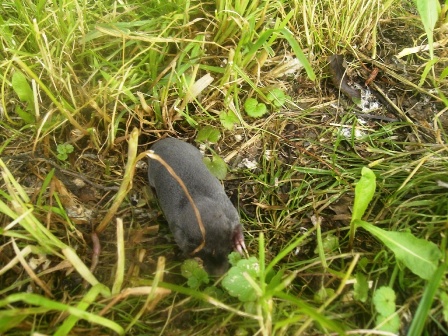 Maulwurf 'Grabofski' kreuzt unseren Weg