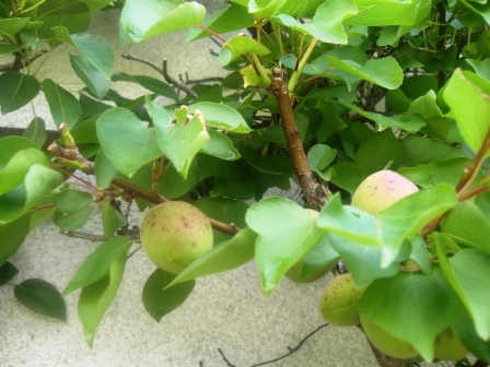 ...das prächtige Wachstum der Pfirsiche