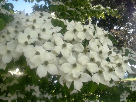 Ein schöner Baum mit Blüten wie Clematis