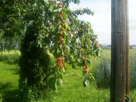 Die Kirschen werden auch schon reif