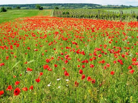 ...und herrliche Mohnblumenwiesen sind zu sehen