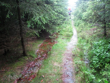 In einer Spur hat sich bereits ein munter fließendes Bächlein gebildet