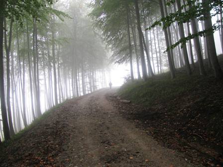 Mystische Waldimpression im Anstieg durch den Stiftswald