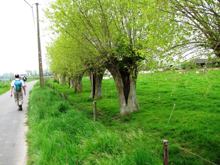 Interessant zugeschnittene Bäume säumen des Wegesrand