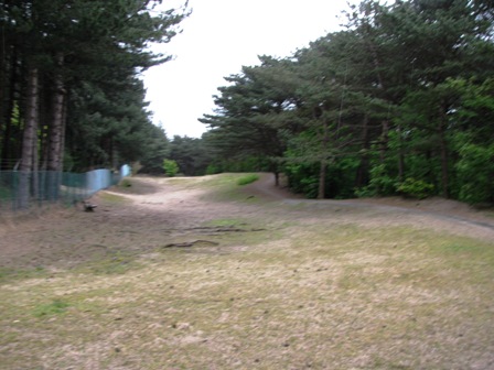 Blick über den Waldrand