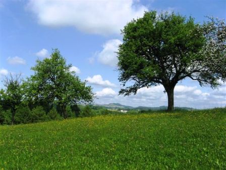 Herrlicher Blick über die Wiesen