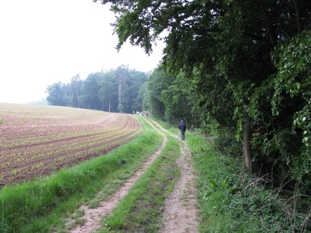 Schöner Weg entlang des Waldes