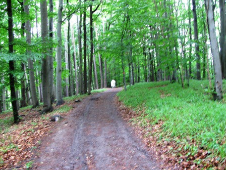 Durch den Wald gehts weiter