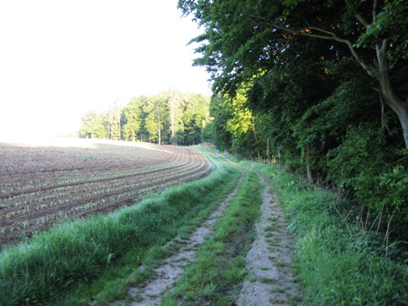 Heute sieht dieser Weg entlang des Waldes noch schöner aus
