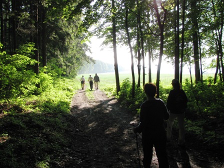 Blick aus dem Wald auf die Wiese