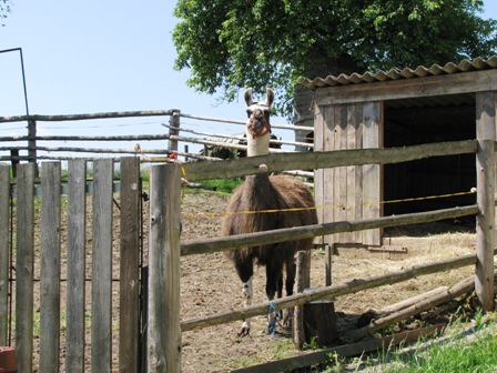 Des packt ned amoi des Lama