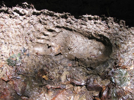 Ein 'Yeti' in Böheimkirchen?