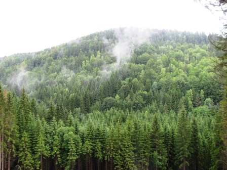 Aus den umliegenden Wäldern dampft es gewaltig - man kann förmlich die Schwammerl wachsen hören