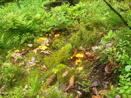 Cantharellus cibarius ugs: Eierschwammerl / Pfifferling / Reherl