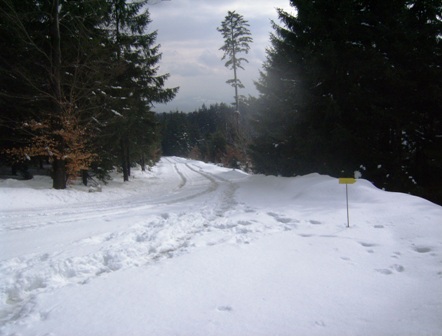 Winter-Wald-Impressionen
