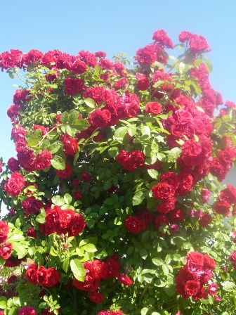 Traumhafter Rosenstrauch