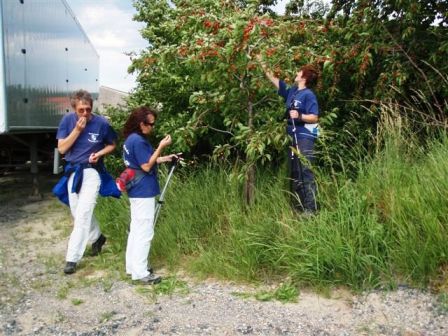 Sämtliche Kirschensorten werden durchprobiert