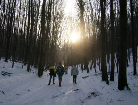 Die ersten Sonnenstrahlen kmpfen sich durch den Wald