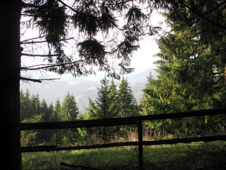 Blick durch den Wald ins Tal