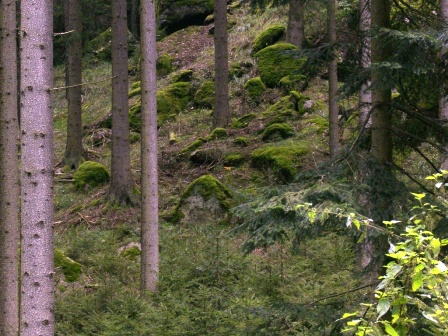 Knigswiesener Waldimpression