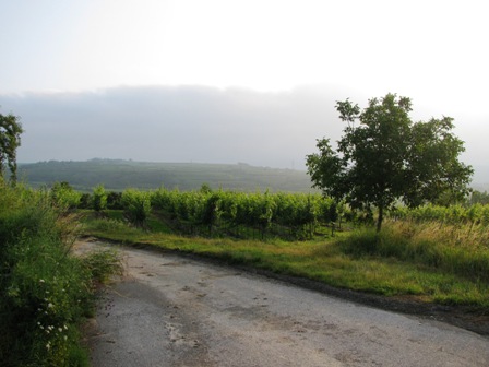 Schöner Blick über die Weingärten