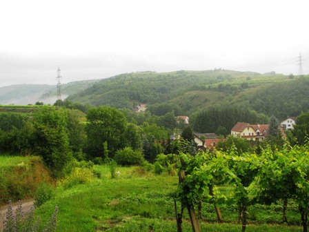 Blick ins Loisbachtal zu den ersten Häusern von Langenlois