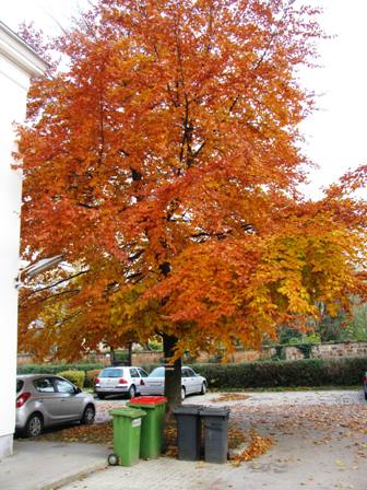 Herrliche Herbstfarben