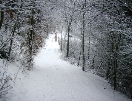 Impression aus dem Winterwald