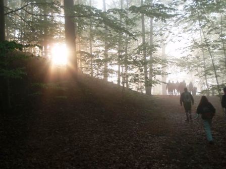 Die Sonne kämpft sich langsam durch und scheint in den Wald
