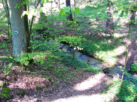 Bach in einem Waldstück nach Biedrzychowice (Friedersdorf)