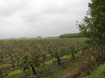 Obstbaumplantage kurz vor Deutsch Wagram