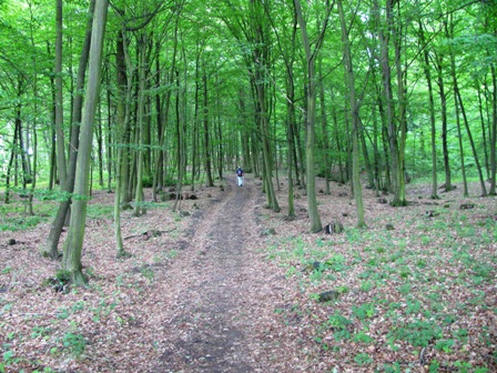 Weg Richtung Rosenburg durch einen schönen Wald