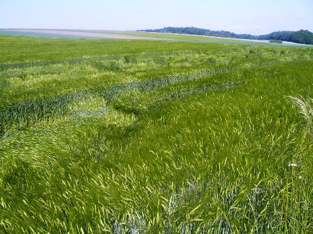 Der Wind im Kornfeld